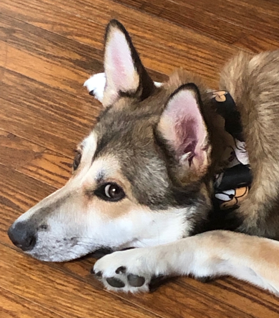 Pets Carbon Monoxide Poisoning Carbon Monoxide Poisoning