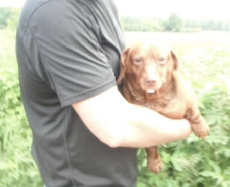 Can dogs smell carbon monoxide? Can humans? - Carbon Monoxide Poisoning